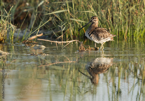 Common snipe and reflection on water