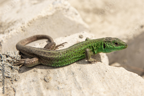 green lizard basking in the sun on white stones