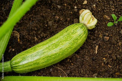 A young zucchini fruit is lying on the gardenbed.