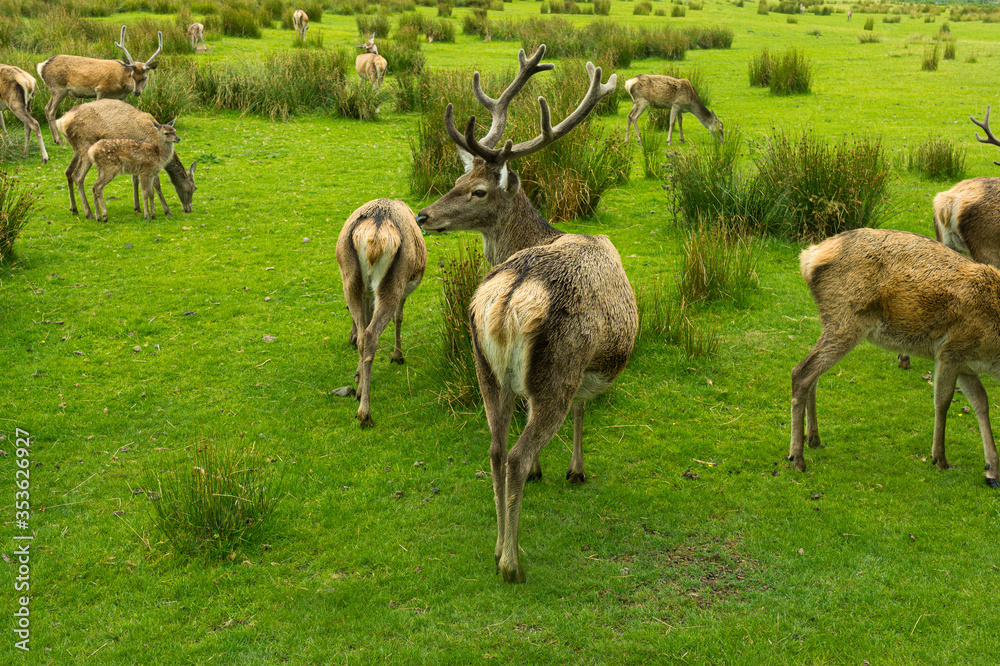 Fototapeta premium Scottish highland deers