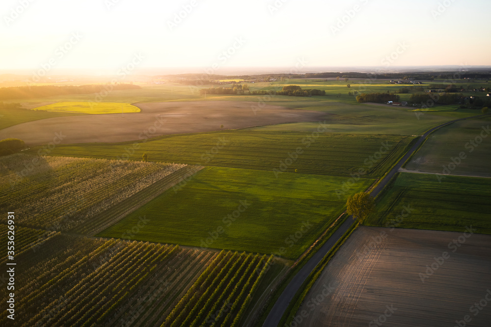 A drone photo of an apple orchard at sunset. Fruit trees with flowers, spring time. Rural scenery, organic farming