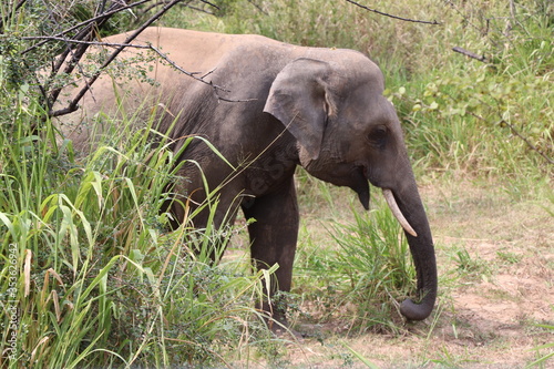 Safari Hurulu Eco Park Sri Lanka éléphants  © Marc