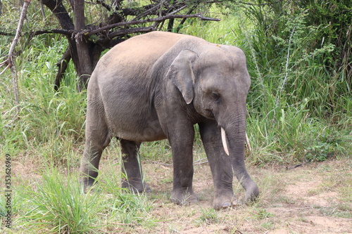 Safari Hurulu Eco Park Sri Lanka   l  phants 