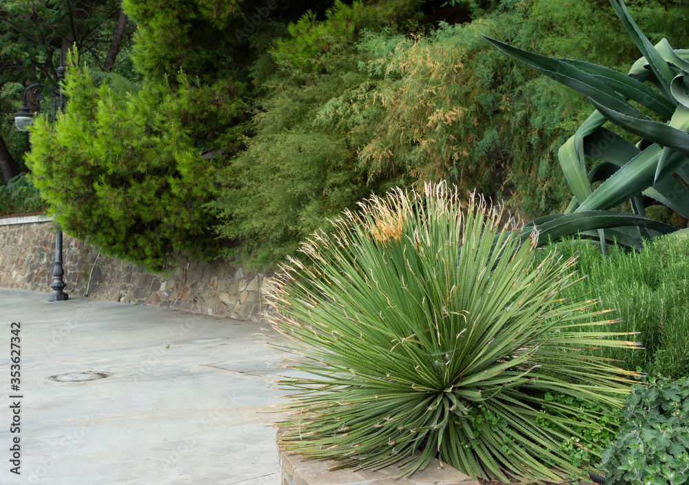 Botanical garden with evergreen tropical plants.