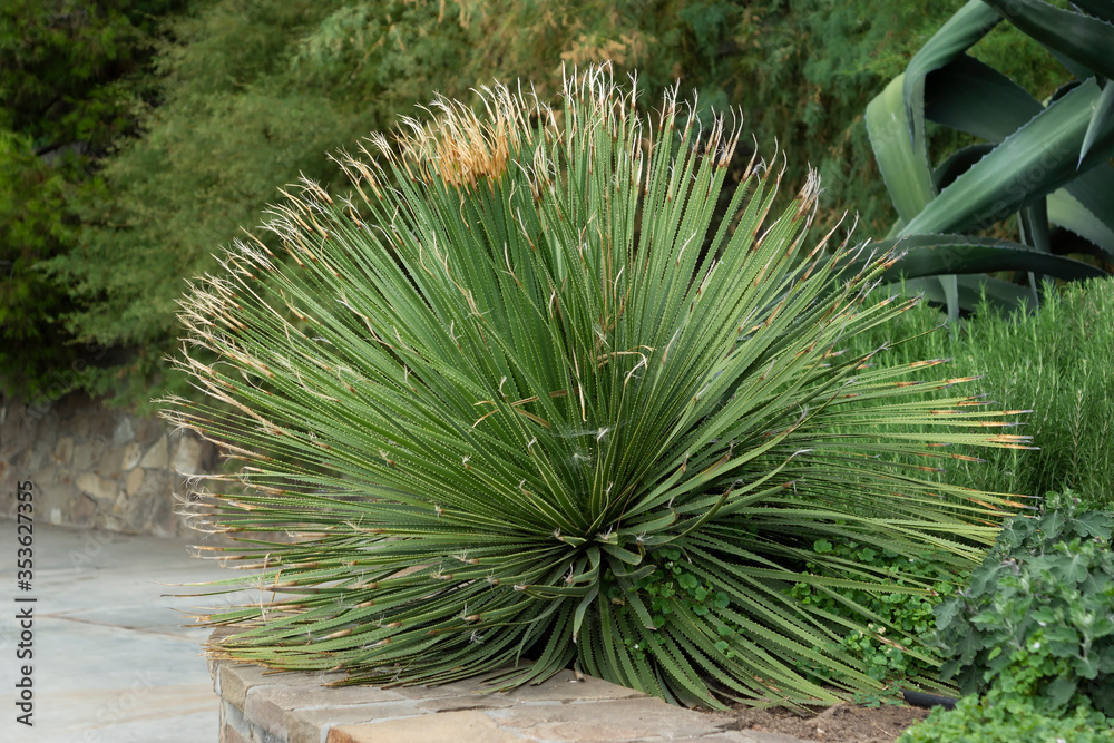 Botanical garden with evergreen tropical plants.