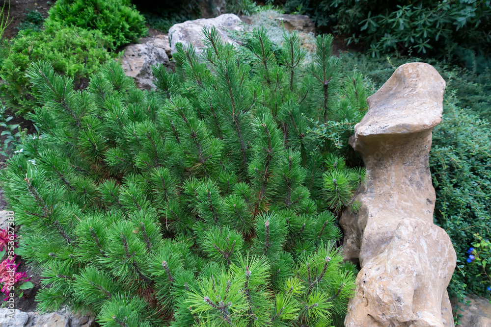 Botanical garden with evergreen tropical plants.