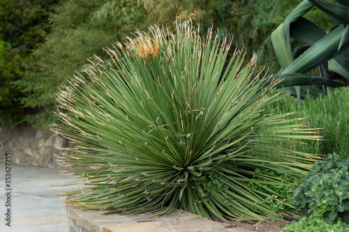 Obraz na płótnie Botanical garden with evergreen tropical plants. w salonie