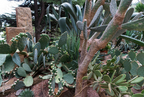 Obraz na płótnie Cactus meadow in a botanical park, Alushta w salonie