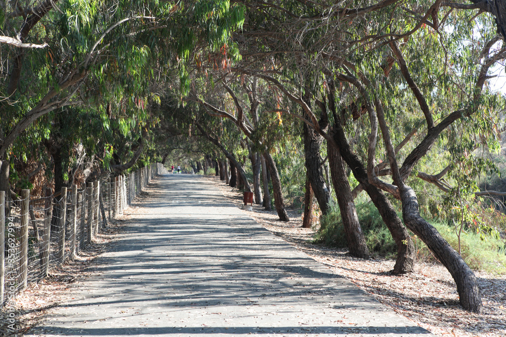 Alley in the eucalyptus park. Walking and outdoor sports. Selective focus Alley in the eucalyptus park. Walking and outdoor sports. Selective focus