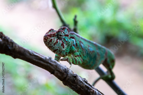 A chameleon moves along a branch in a rainforest in Madagascar