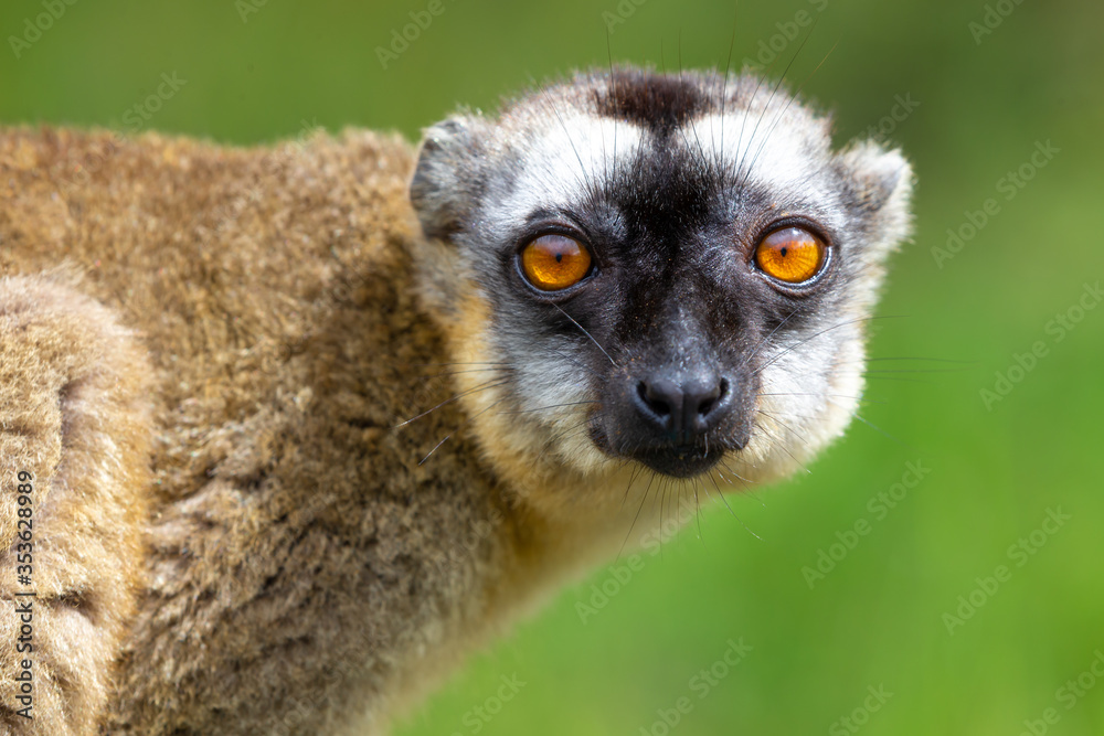 Fototapeta premium Portrait of a brown maki, a close up of a funny lemur