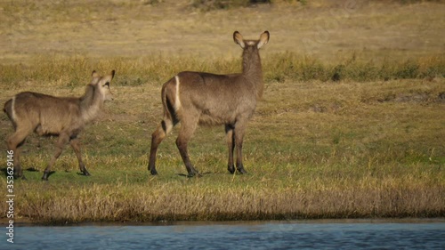 Mother waterbuck leading her young calf along the river while listening for predators. Tracking, profile shot. photo