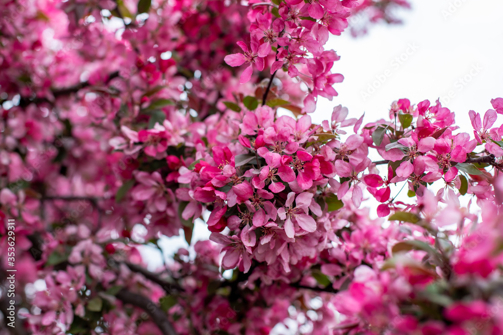 pink and white flowers pink and white flowers