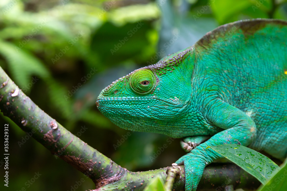A green chameleon on a branch in close-up A green chameleon on a branch in close-up