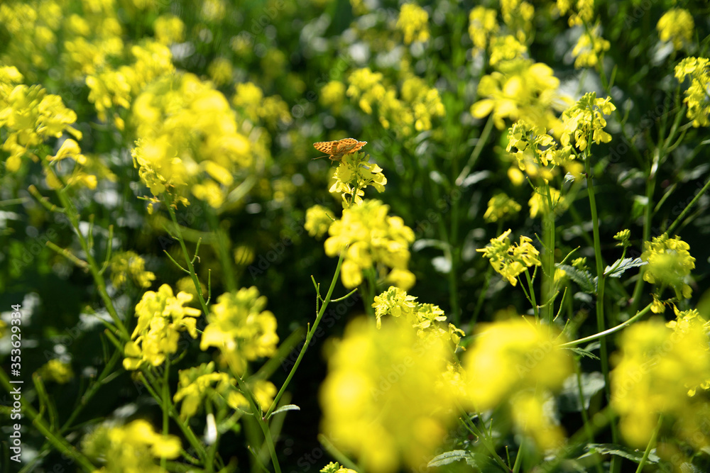 A butterfly with orange wings on a yellow flower. Biology. Nature in spring. A butterfly with orange wings on a yellow flower. Biology. Nature in spring.