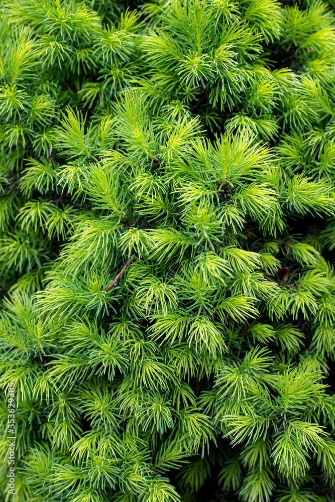 close up of green pine needles close up of green pine needles