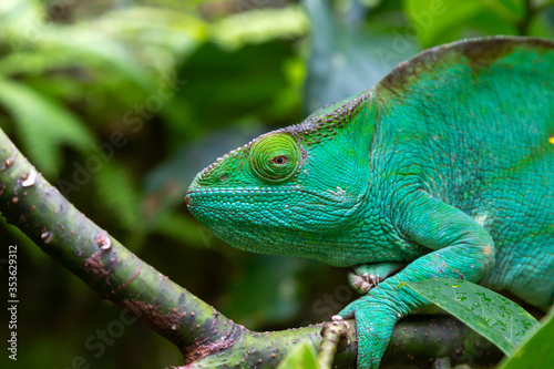 A green chameleon on a branch in close-up