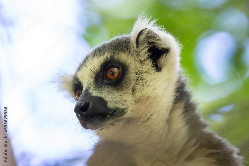 Fototapeta premium A close-up of a lemur on a tree