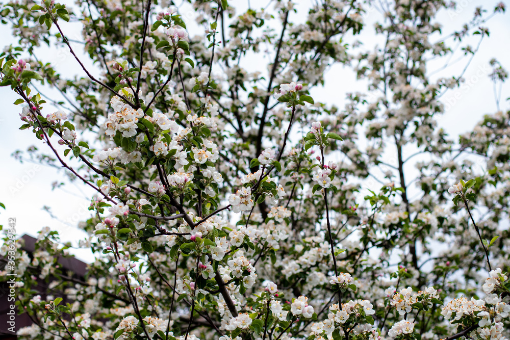 blossoming apple tree in spring blossoming apple tree in spring