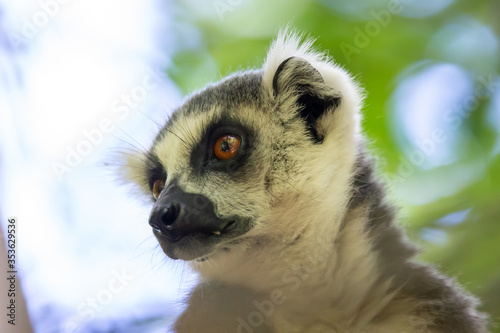 A close-up of a lemur on a tree