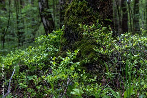 Fototapeta Naklejka Na Ścianę i Meble -  green moss in the forest