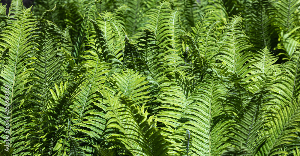 Natural floral fern background