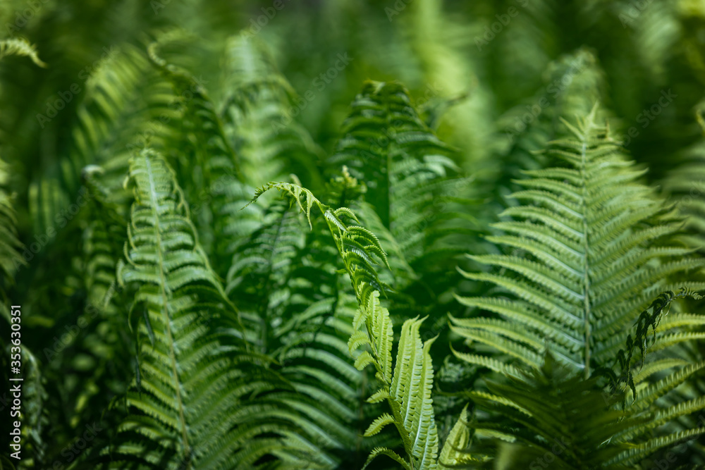 Natural floral fern background Natural floral fern background