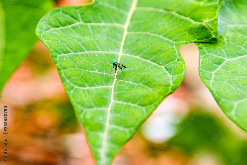 Ulididae
