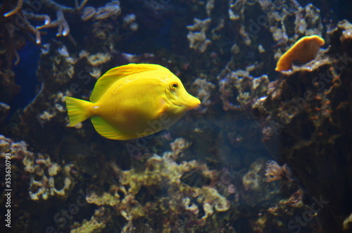 Tropical fish in aquarium, Frankfurt am Main (Germany)