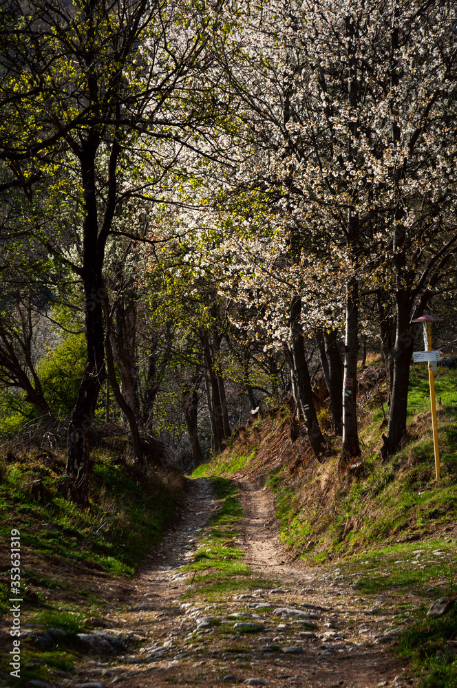 Path in the woods with apple blossom trees in spring, Brdárka Slovakia Path in the woods with apple blossom trees in spring, Brdárka Slovakia