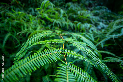 fern in the forest