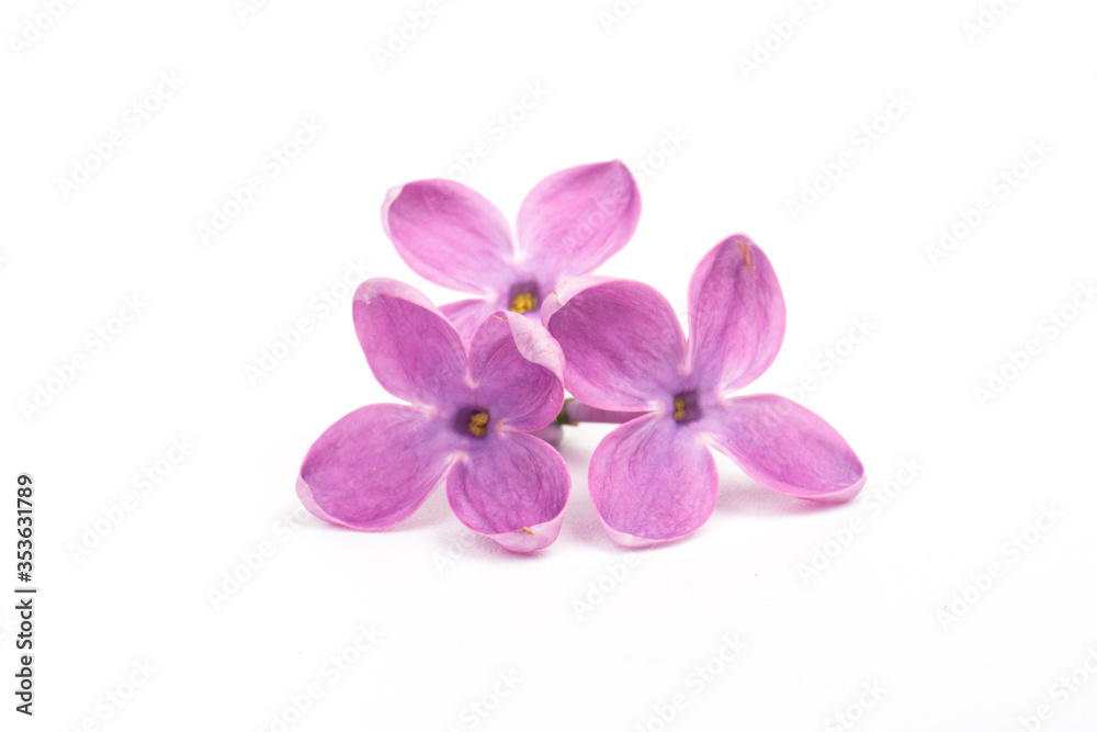 Beautiful blossoming lilac on white background. Space for text Beautiful blossoming lilac on white background. Space for text
