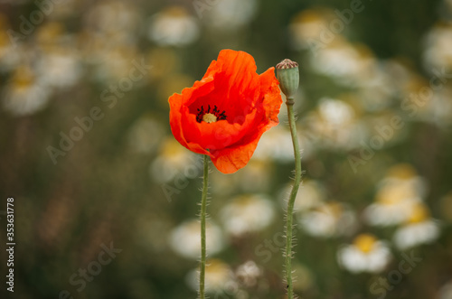 red poppy in a windy field with daisy bokeh background