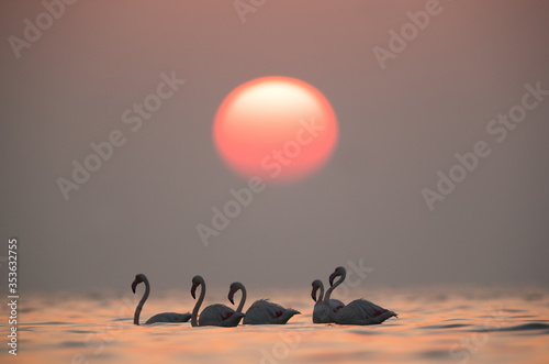 Sunrise and Greater Flamingos at Asker coast, Bahrain
