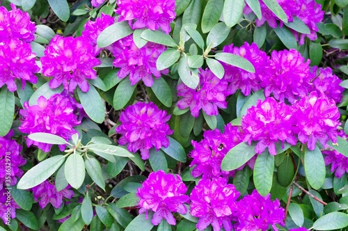Rhododendronblüten