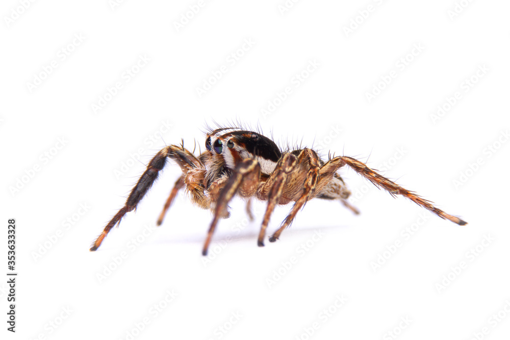 jumping spider isolated on white background.