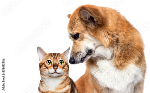 dog and cat together on a white background