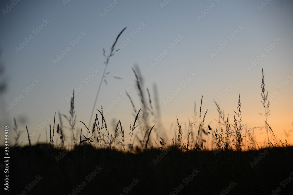 Obraz premium Des plantes au coucher de soleil