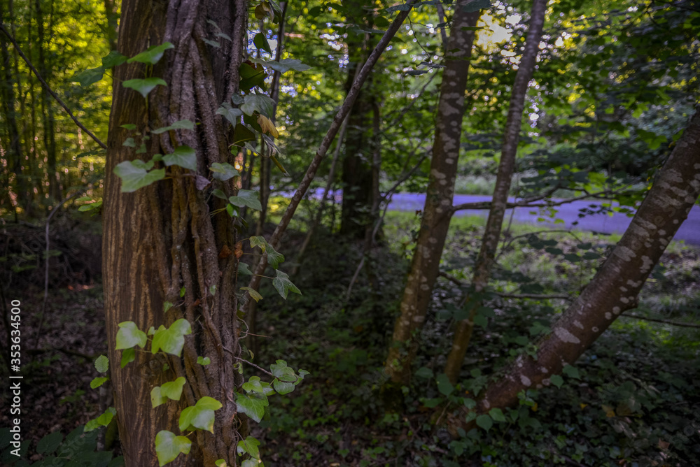Obraz premium Un arbre avec des plantes près de la route