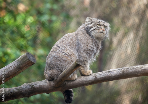 Photography Portrait of one cute adult Manul (The Pallas's cat or Otocolobus manul)