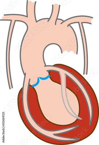 anatomy of the human heart photo