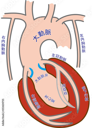 anatomy of the human heart photo