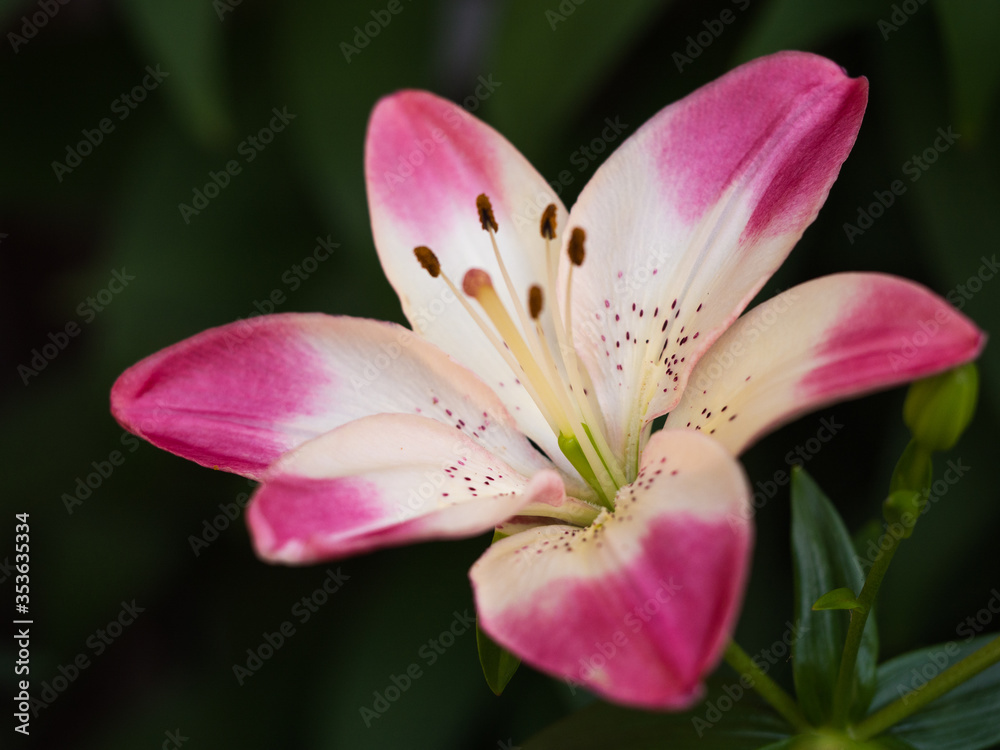 Fototapeta premium ユリ