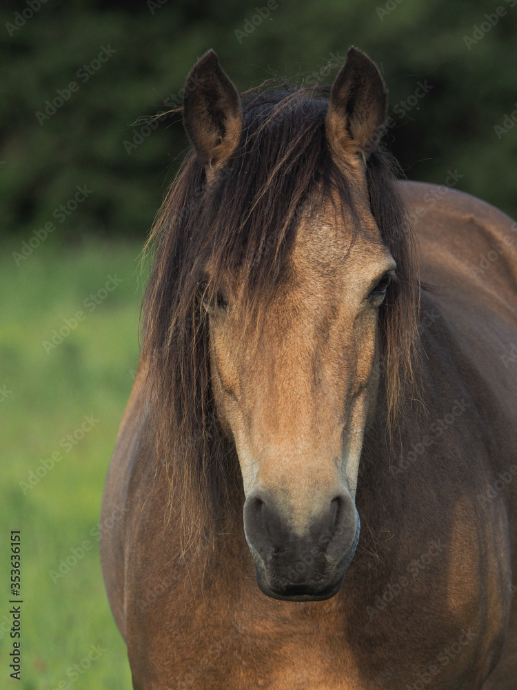 Pony Head Shot Pony Head Shot