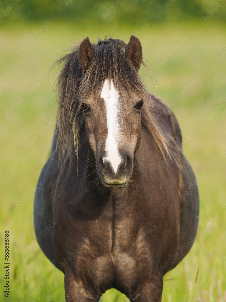 Obraz premium Fat Pony