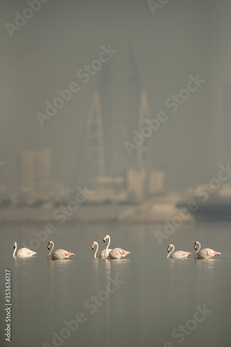 Greater Flamingos wading at Eker creek with the backdrop of Bahrain iconic building