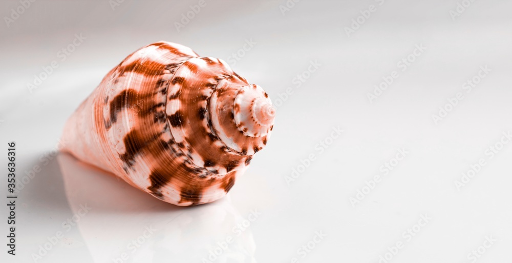 Hello Summer pattern background. White seashells isolated on white backdrop. Travel or vacation concept.