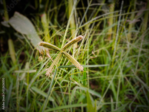 ants on a grass © MuhammadHaris