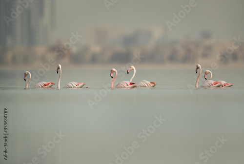 Greater Flamingos Eker creek, Bahrain