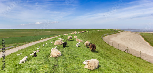 Fototapete Panorama of a herd of sheep on a dike at the wadden sea in Friesland, Netherland